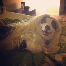 Insanecorgi:  Corgiaddict:  Bailey Is Going For A Fresh Summer Hairdo :) Submitted