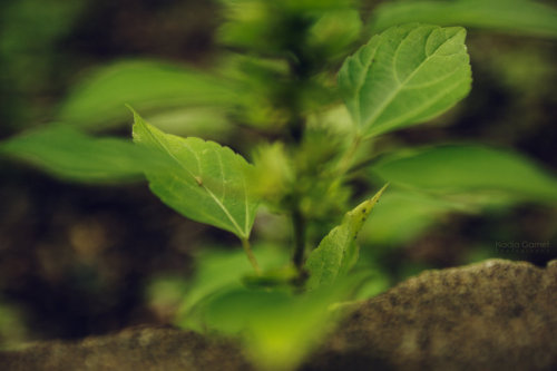 Leaf Dance by =silber-englein