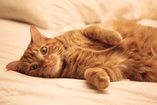 smallgaycatlady:My baby girl, Pumpkin