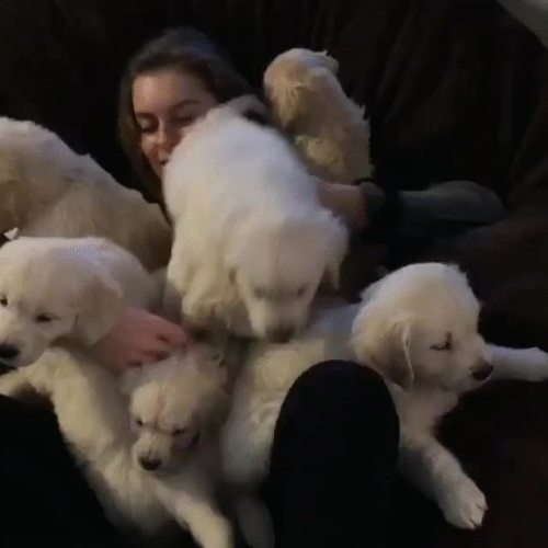 awwww-cute:  Shouldn’t have sat in the beanbag with treats in her pocket (Source: http://ift.tt/20iJuYa)