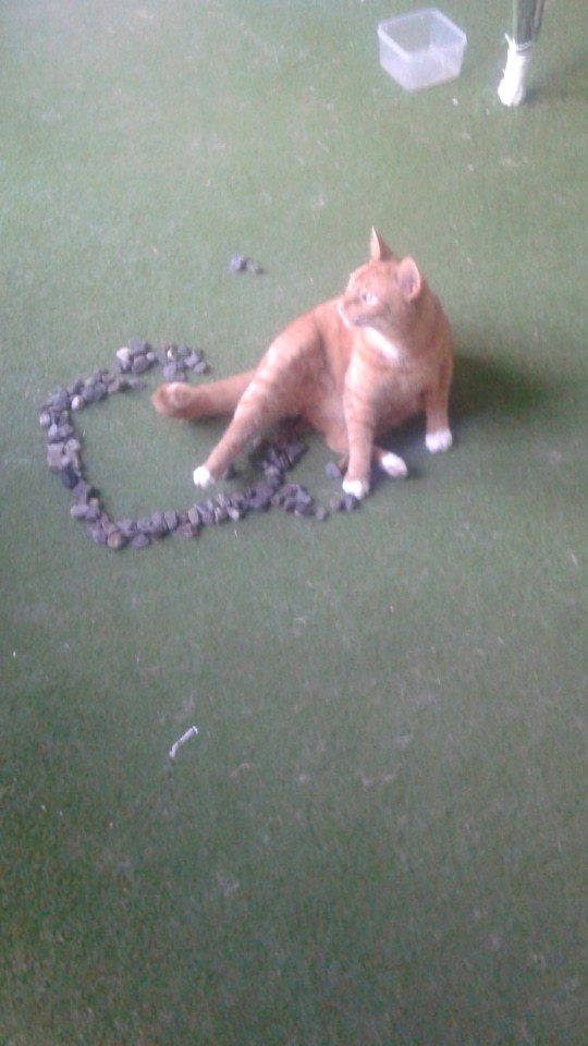 world-of-cats:  If you put a square on the ground, a cat will sit in it