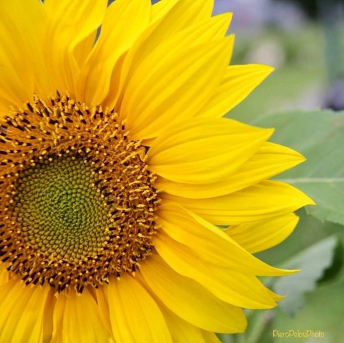 I girasoli sono il simbolo del sole, del caldo, dell’estate, tre condizioni in cui può crescere natu