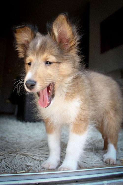 farm dog