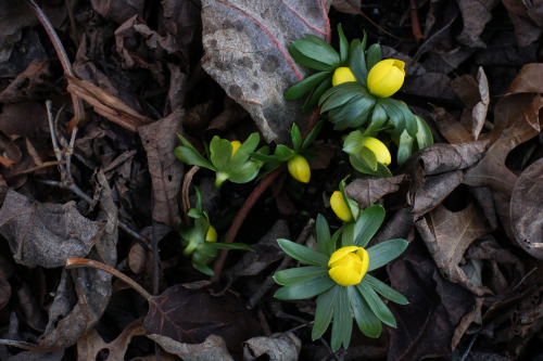 January for us has been mild with some warm breaks in the weather.  The flowers of winter are starti