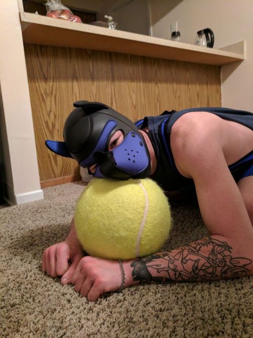 otter-pup-the-pup:  I earned my first piece out of five from sir! My singlet!  AROOOOOOOOO!!!  Such a cute pup!