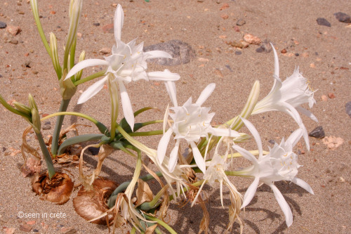 Sea daffodil (Pancratium maritimum), Xerokampos