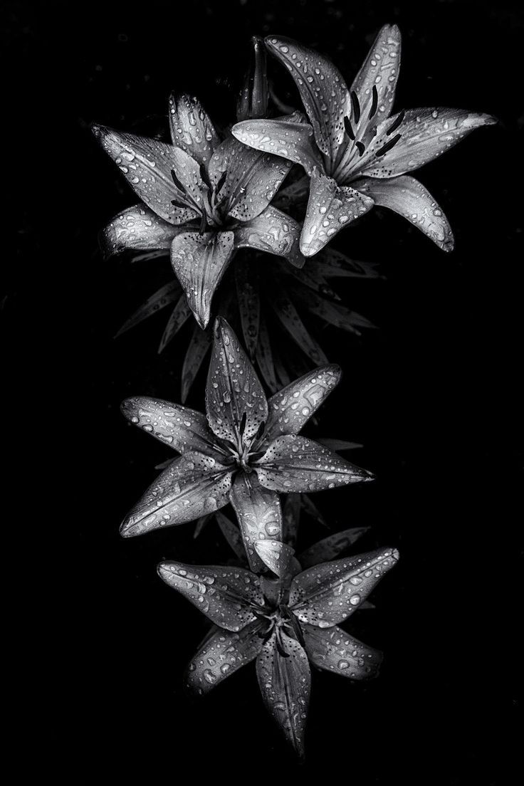 crescentmoon06666:    by Brian Carson     Lilies