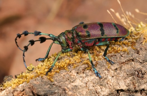 sinobug - Longhorn Beetle (Thysia wallichii, Lamiinae,...
