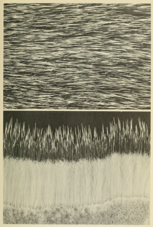 nemfrog:Pelts. North American fauna 64. Pelage and surface topography of the northern fur seal. 1962