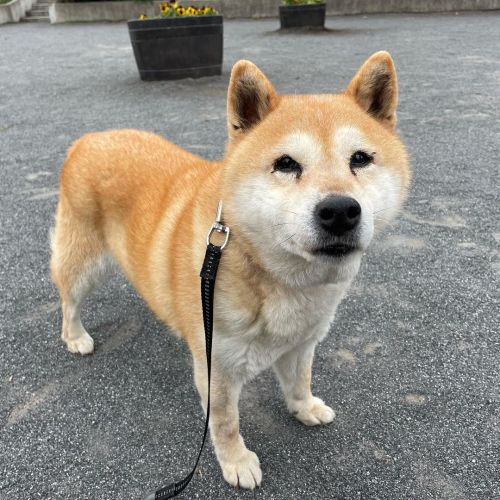 今日は雨が降るのかな。今日も涼しいですね。 #dog #doge #shiba #shibe #shibainu #shibastagram #komugi #柴犬 #赤柴 #しばいぬ #柴犬の小麦さ