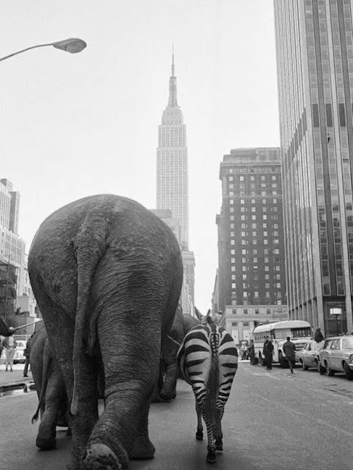 Dr. Otto Bettmann. 3rd Street, Manhattan, NYC, 1968.