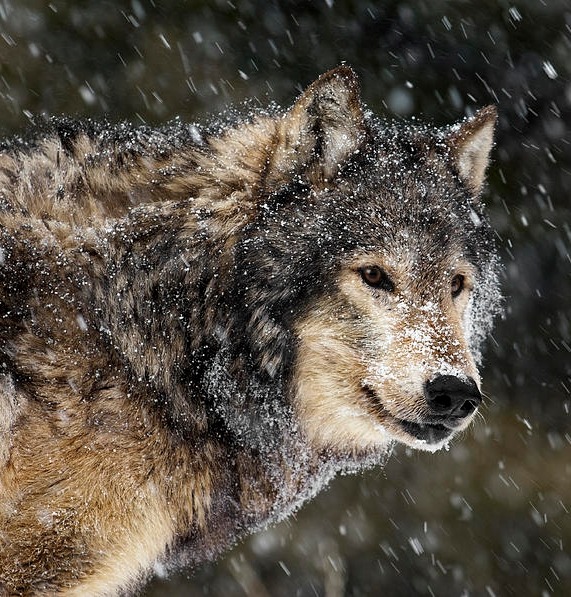beautiful-wildlife:  Snow Storm by Wildlife Fine Art