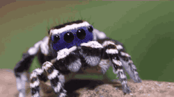 beastlyart:  crackedverbosity:  humunanunga:  fuji09:  adorablespiders:  theverge:  World’s cutest male spider does embarrassing dance to impress cutest female spider.  HOLY. SHIT.  humunanunga look how cute this baby is!  …Me too.  beastlyart, this