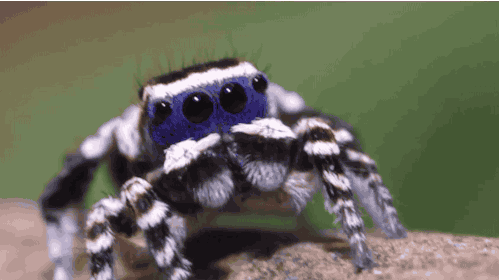 adorablespiders:theverge:World’s cutest male spider does embarrassing dance to impress cutest female