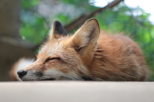 everythingfox: *Do Not Disturb*Photo by Taka_1974