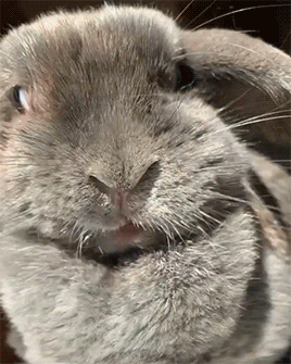 Fluffygif:happy Tongue By Susasupa