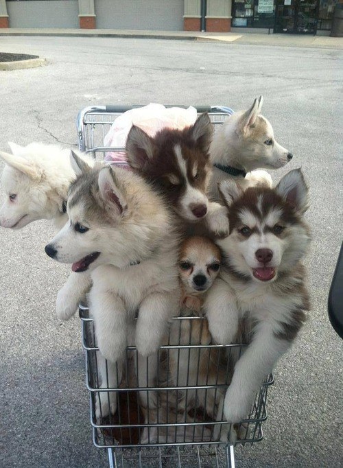 buzzfeed:  HI HELLO HERE ARE SOME ADORABLE TINY BABY ANIMALS OK THAT’S ALL YOU’RE