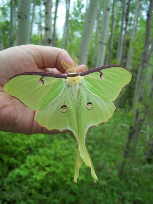 onenicebugperday:Moon moths in the genus Actias, Saturniidae1. North American luna moth, Actias luna