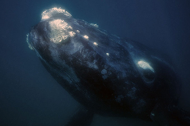 thelovelyseas:  Southern Right Whale Calf by Chris Johnson 