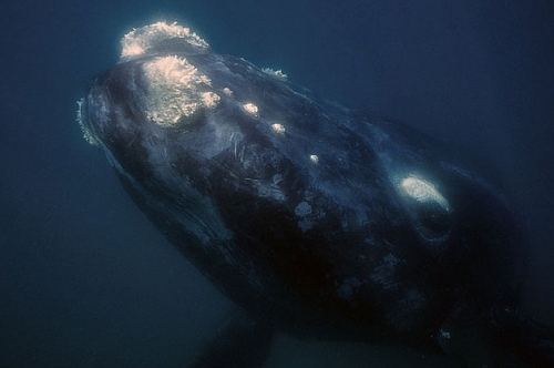 Porn thelovelyseas:  Southern Right Whale Calf photos