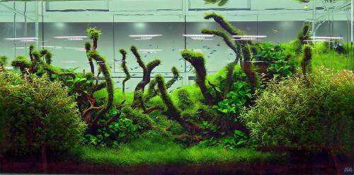aquarium44:Basic Aquascaping Shapes (Click images to full view)The TriangleThis shape shows a simple