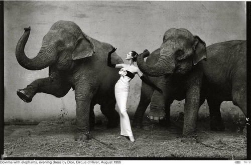 Dovima with elephants, photgraphed by Richard Avedon, evening dress by Dior, 1955.