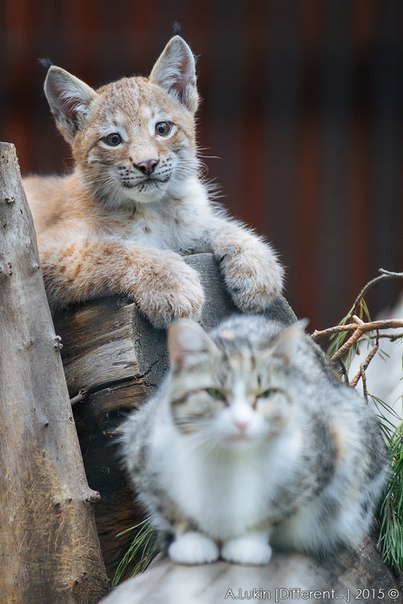 apolloadama:bigpapaonatrain:This my bebe. Bebe is bigger than me. Strong bebeok friends i wanted to confirm this story’s accuracy before reblogging so i googled it and yes it’s TRUE  AND ALSO the mom cat raised the lynx baby ALONGSIDE HER KITTEN