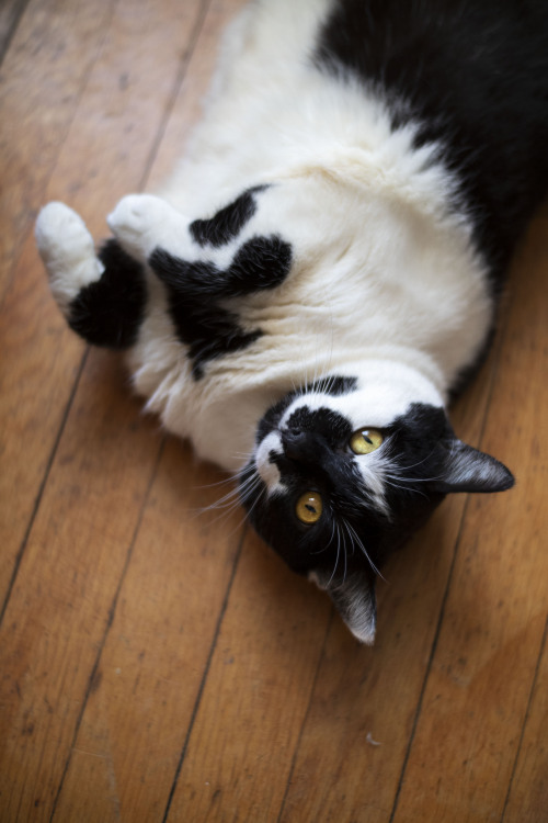 Loafin’ with StarlightCanon EOS M5 + Pergear 35mm F/1.2Redbubble | Instagram | Portfolio | Support m