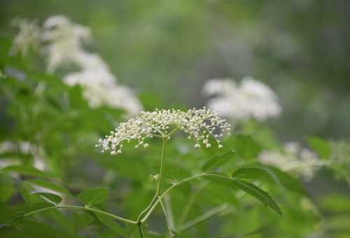 wild viburnum by Molly Deanhttp://www.mollydean.com/TwilightGarden.html