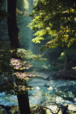 4nimalparty:  Arroyo Catarata (by JavierAndrés)