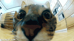 soyunalbondiga:  Gato matrix 