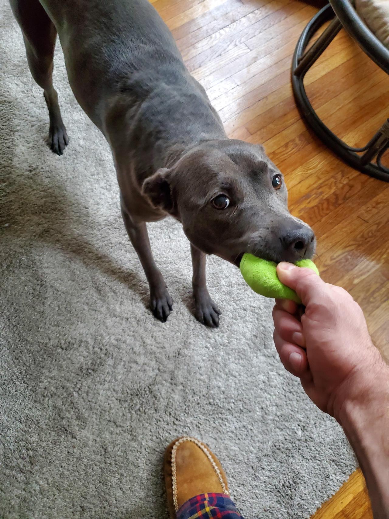 My girls favorite tug toy, her pea. #pitbull#aww#cets#pupperss
