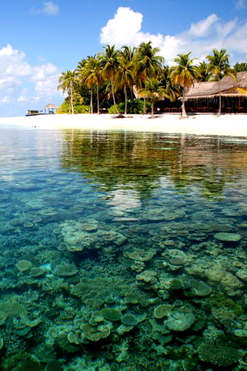 infamousgod:  Coral Garden 