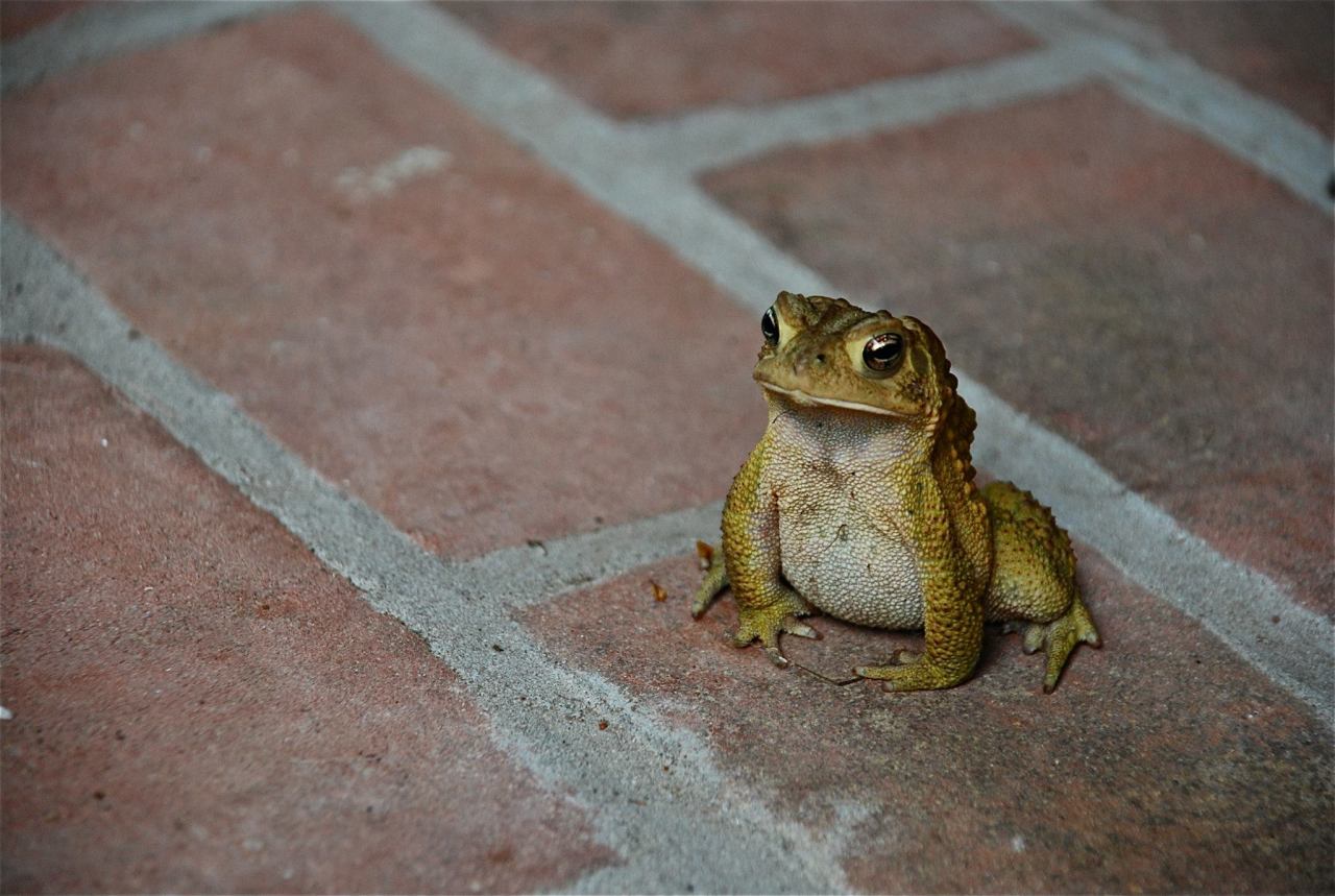 savethewailes:  I found this toad doing a weird toad thing on my porch.  