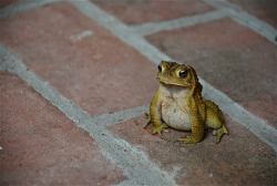 savethewailes:  I found this toad doing a