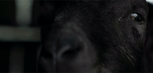 jamieleecvrtis:Wouldst thou like to live deliciously?The Witch (2015) dir.Robert Eggers