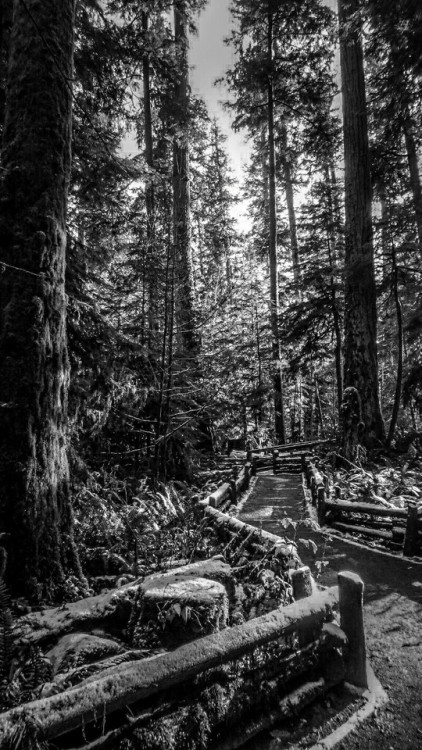 Cathedral Grove, B&W edit… MacMillan Provincial Park,Port Alberni, BC. Canada