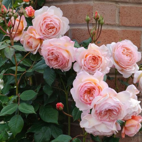 florealegiardini:  A Shropshire Lad🌹~