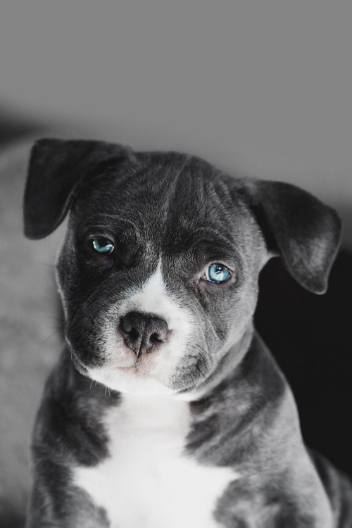 envyavenue:  Baby Pit