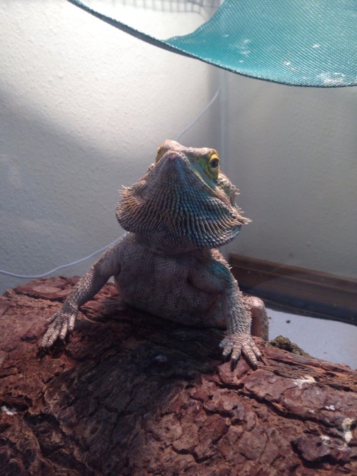 rate-my-reptile: fraidylady: he looks like a really angry executive. leaning over his desk, puffing 