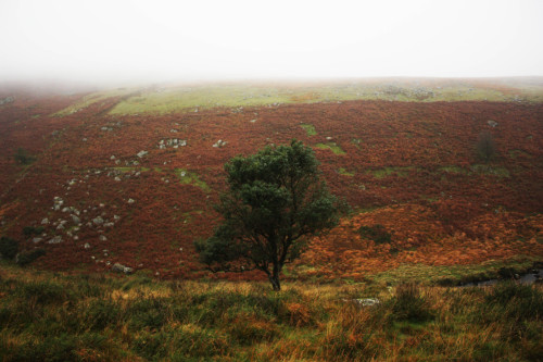 graymanphotography: tree in the mist