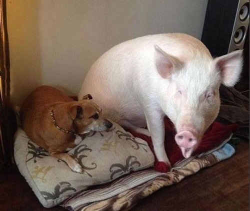 trekupmysleeve: southparkconservative: xboxoutmattswindow: we have a pig and 2 pit bulls and let me 