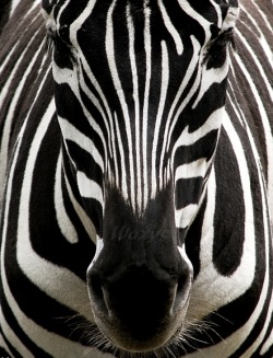 omgshowmetheworld:  zebra               