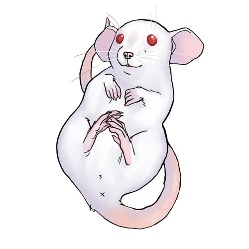 I don’t know if you know this, but I actually own 3 fancy rats! Rats are so underrated, and wh