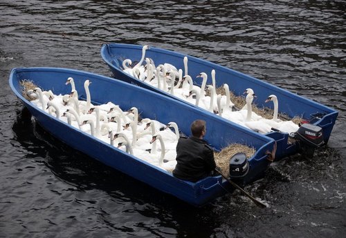 ooksaidthelibrarian:  chaoticallyprecise:  SO in Britain all the swans may belong