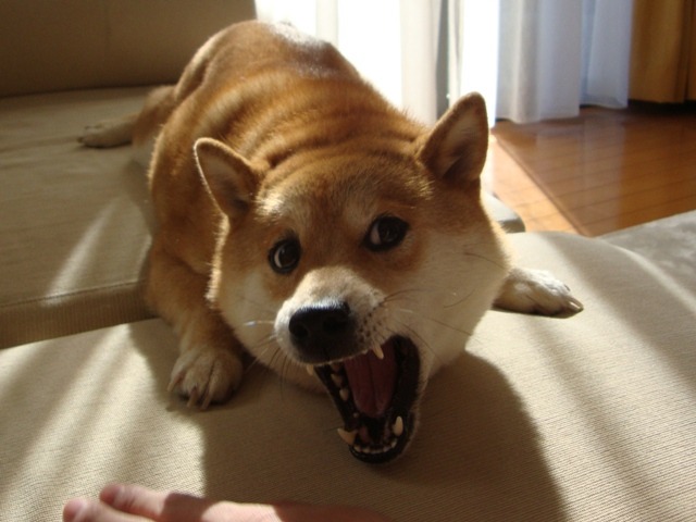 게이