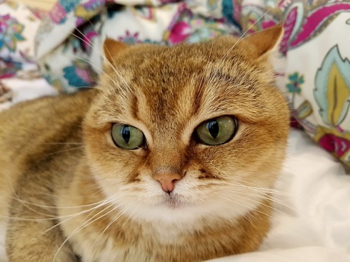 bovinecleave:look at her and her tiny ears
