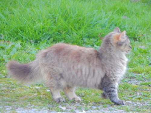 calico-dan: This baby bean, reminds me of a Pallas Cat. She doesn’t like anybody either.&