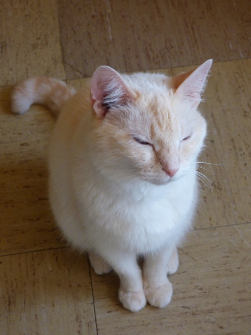 pretty-punisher:  MY ONE TRUE LOVE ROSEY BEACHES THE ORANGE TIPPED SIAMESE  