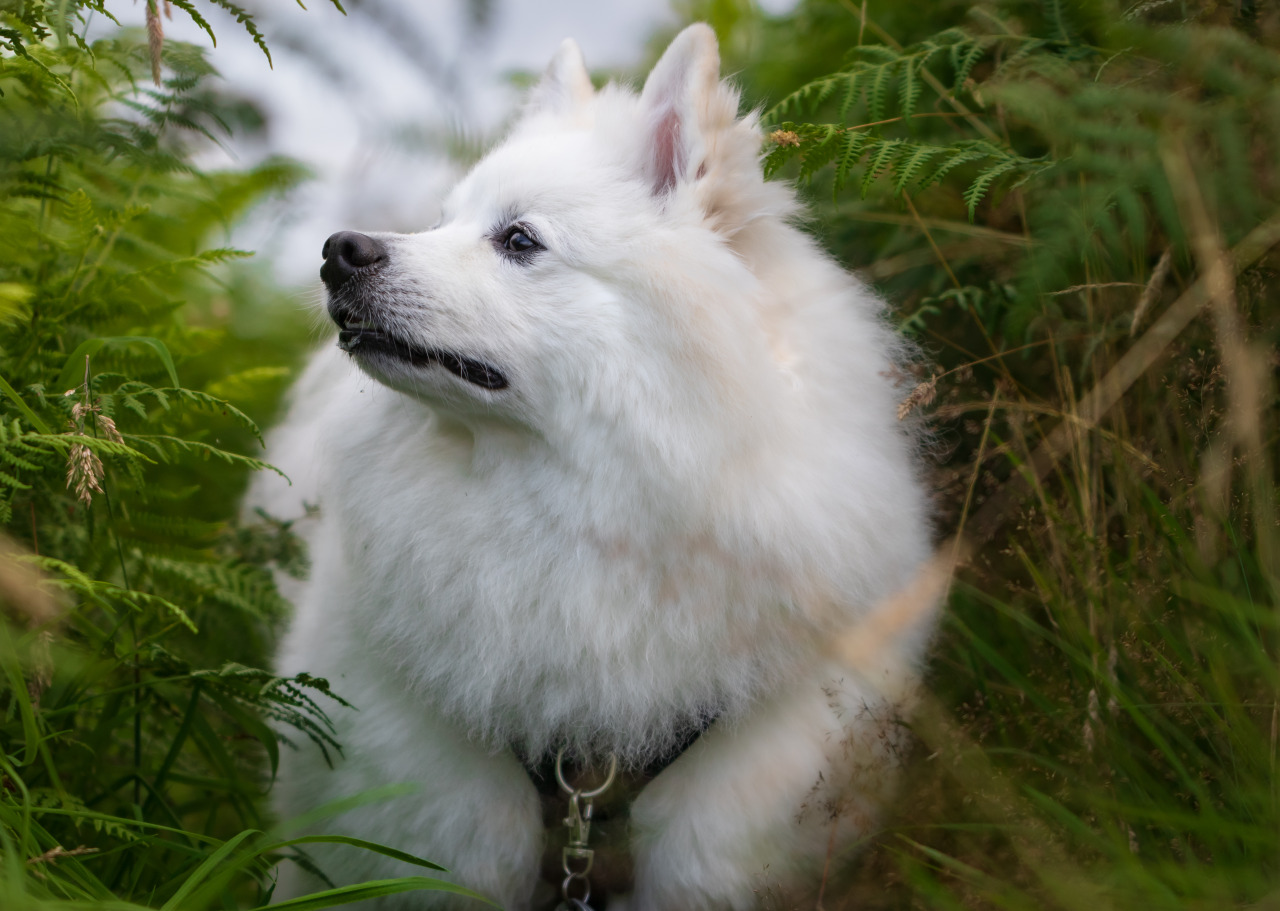 he knows there’s grouse around here somewhere, he’s just too little to see over the ferns 